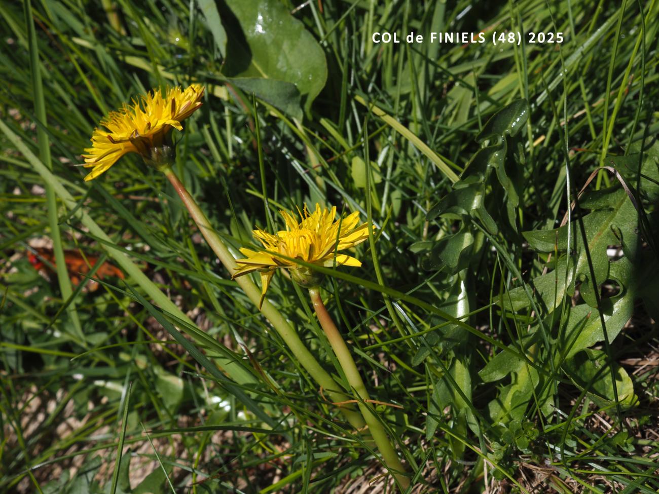 Dandelion, Marsh plant